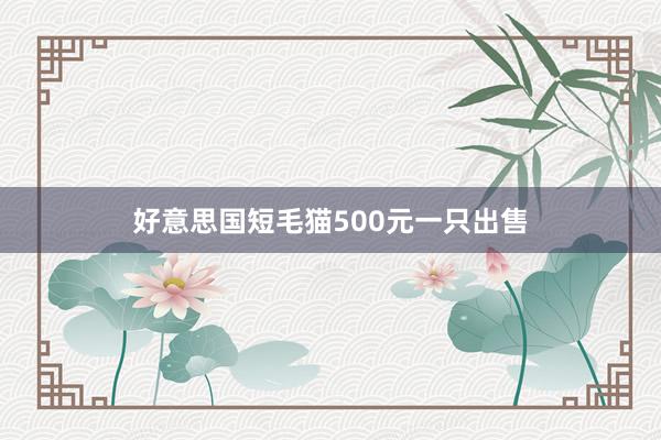 好意思国短毛猫500元一只出售
