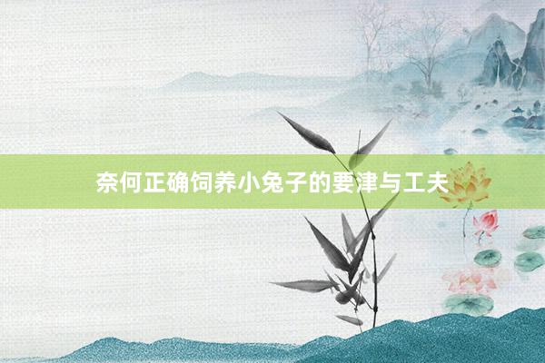 奈何正确饲养小兔子的要津与工夫